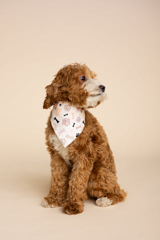 Dog Scarf "TA PAW LE DROIT"